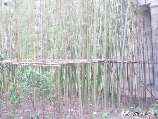 小区绿化养护一般做哪些工作,小区绿化养护需要什么资质