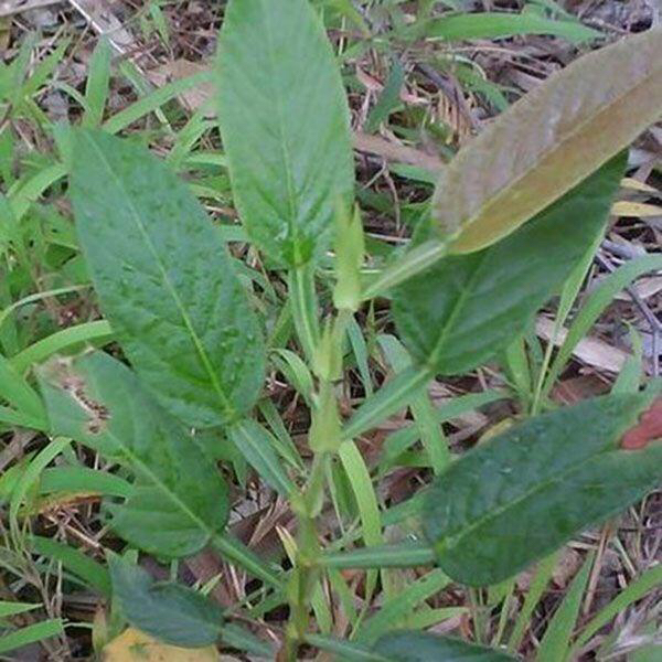 农村常见的植物可以泡水喝,常用来泡水喝的植物