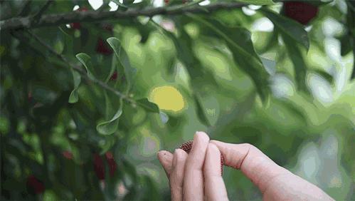 红了!红了!开采啦