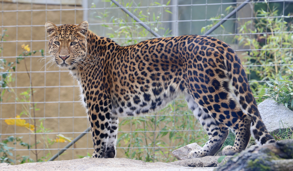 虎豹进化史,中国虎豹现状