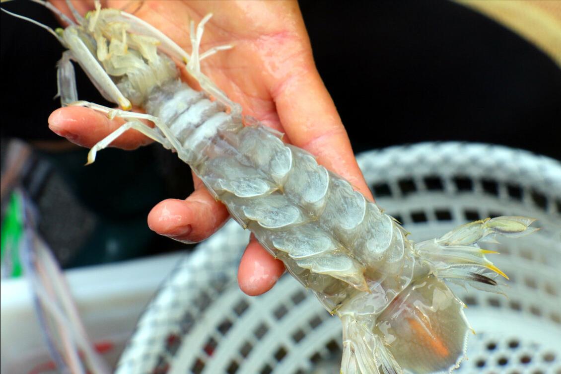 皮皮虾水煮好吃还是清蒸好吃窍门,皮皮虾是清蒸还是水煮