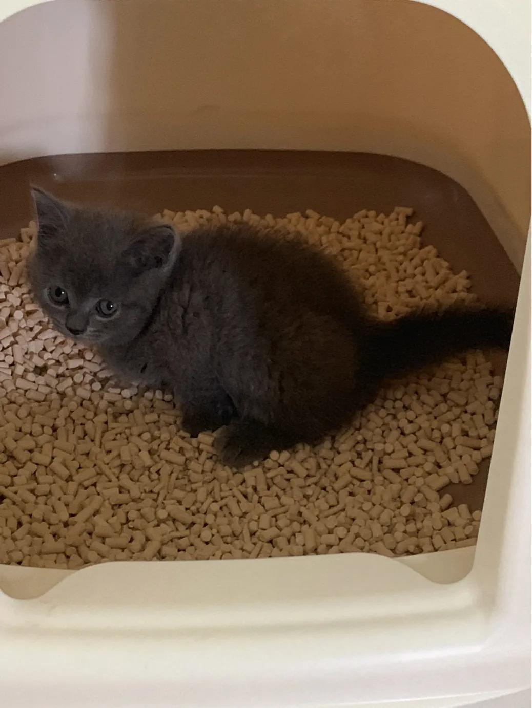 养一只英短蓝猫需要花多少钱,养猫咪的基础知识2个月蓝猫