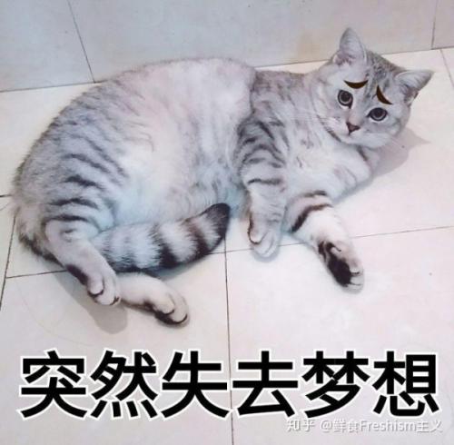 猫咪绝育发胖怎么控制,宠物绝育后肥胖如何避免