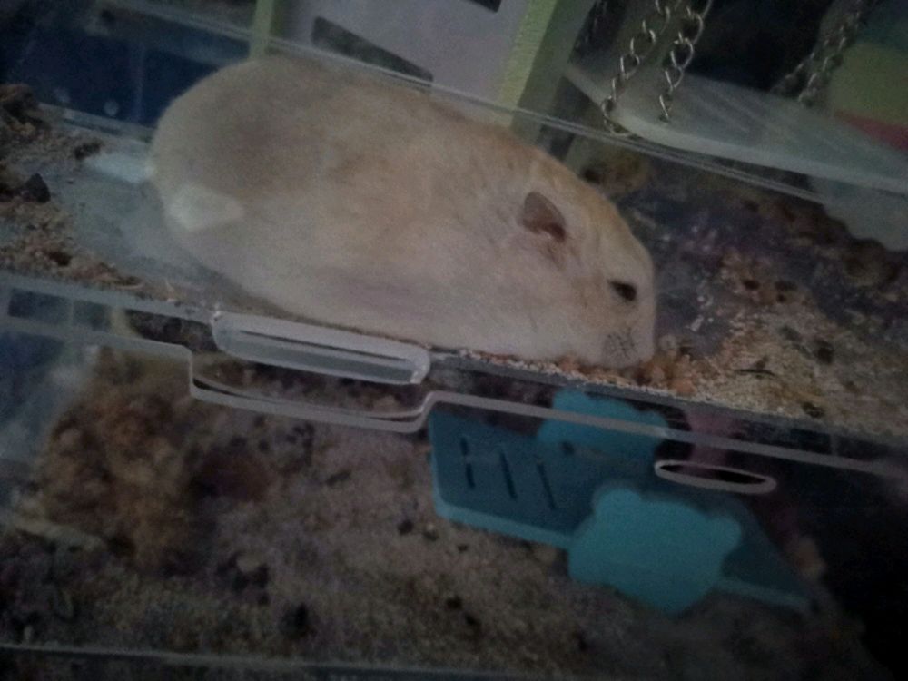 新手养仓鼠基本知识二,新手养仓鼠基本教程