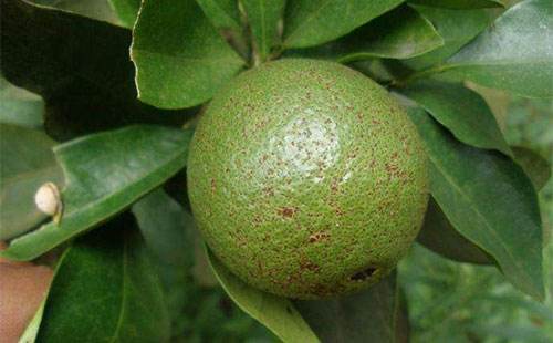 柚子的病有哪些,柚子树脂病