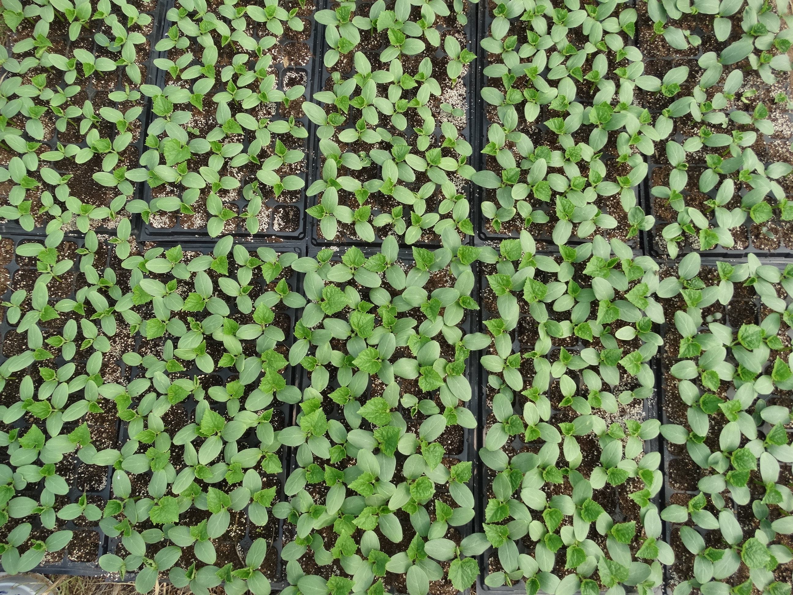 阳台种菜播种后出苗的日常管理,种菜秘诀什么时候种什么菜