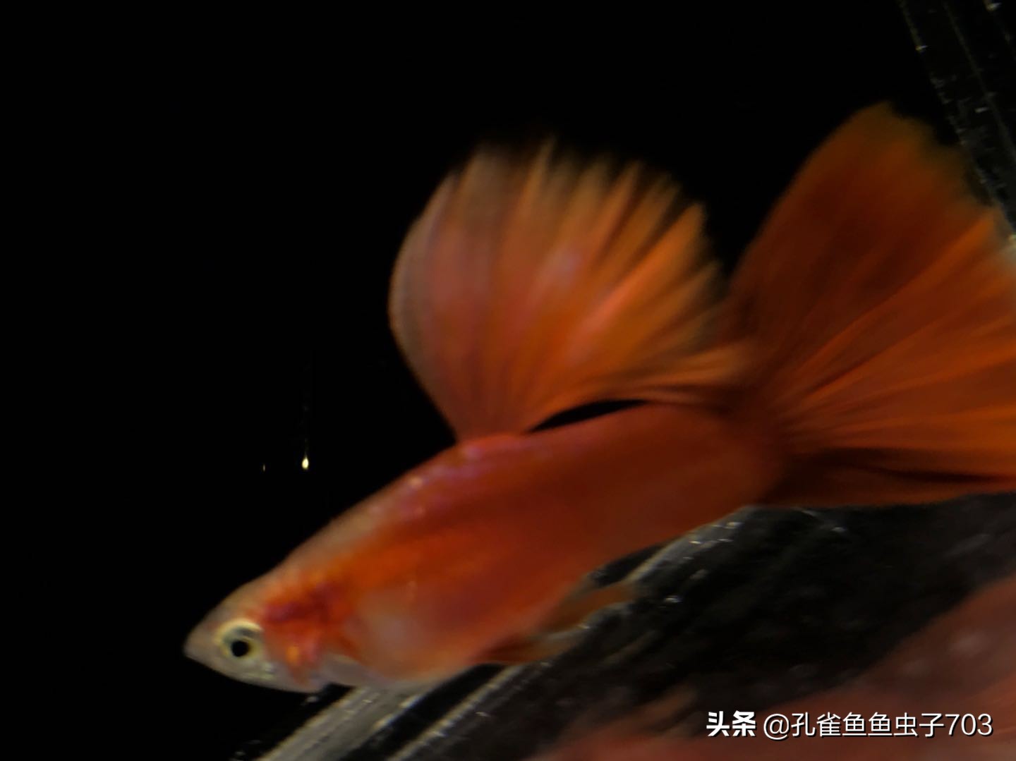 孔雀鱼喂食器原理图,孔雀鱼怀孕怎么喂食