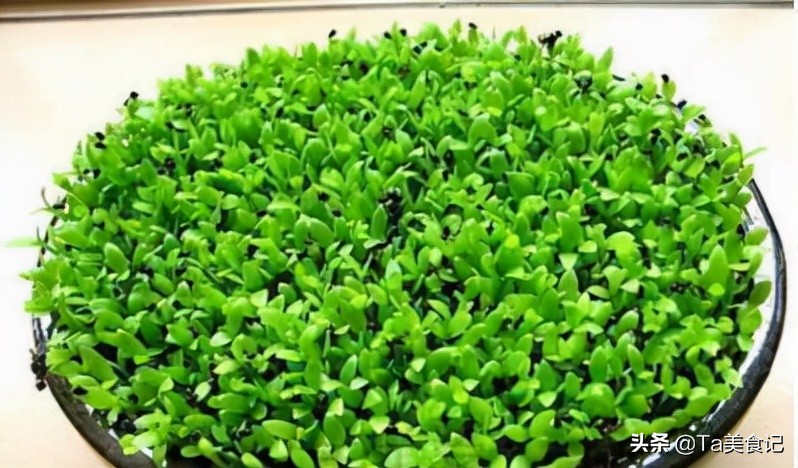 三种水果籽可以种花盆,3种水果籽土里长出盆栽果子