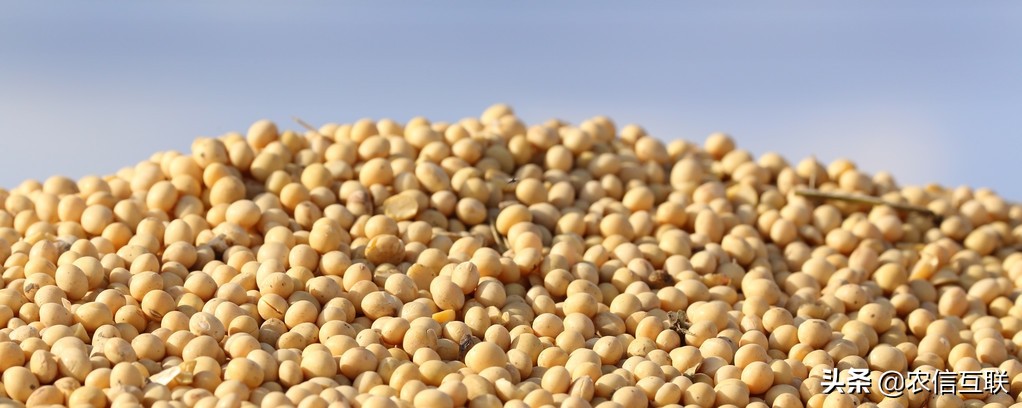 为什么豆粕降价而饲料猛涨价,豆粕暴跌500元还能再跌吗