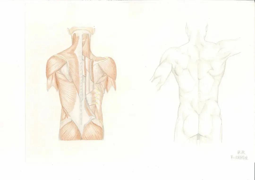 左手丹青,右手手术刀,985名校医学生笔记曝光!网友:这是学神级别的!