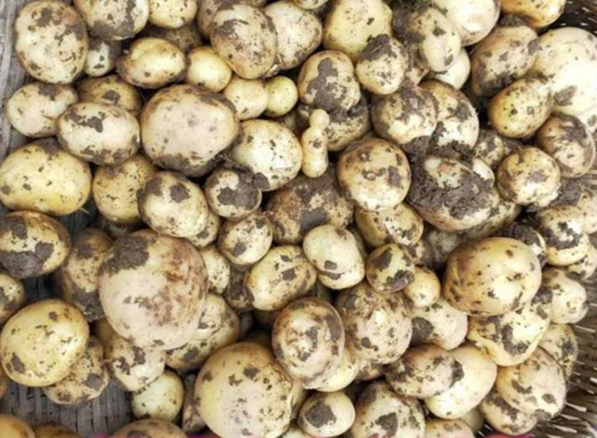 种植土豆不光滑？黄瓜、茄子、辣椒易长弯？用这些方法帮你解决