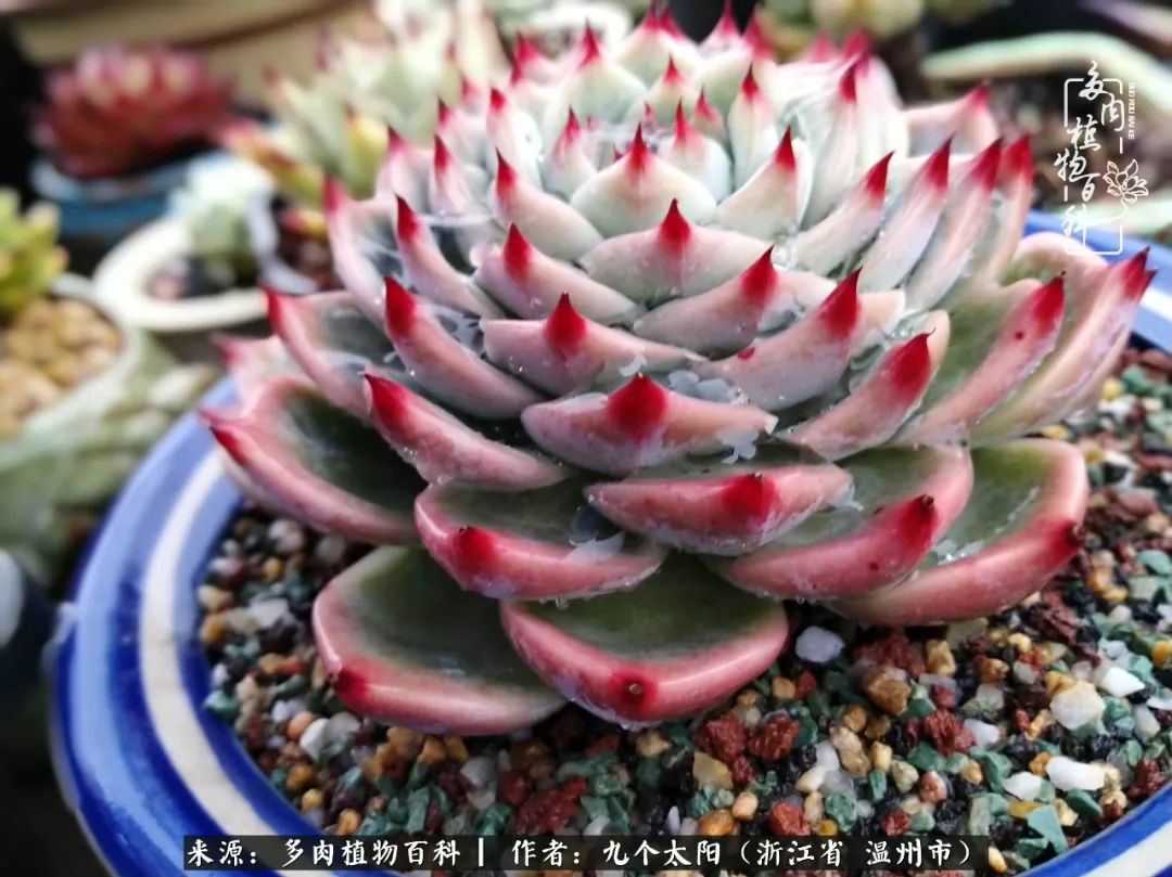 景天、球和龙舌兰，只要是多肉，都喜爱