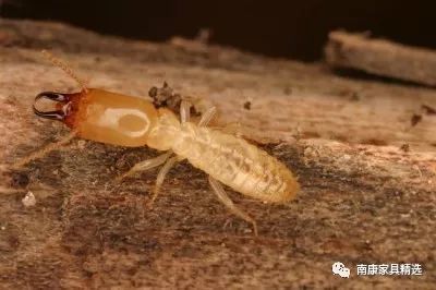 松木家具为什么会渗出松油,松木家具容易招白蚁吗