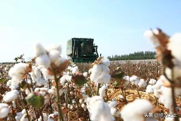 在新疆种棉花,在新疆种植棉花视频
