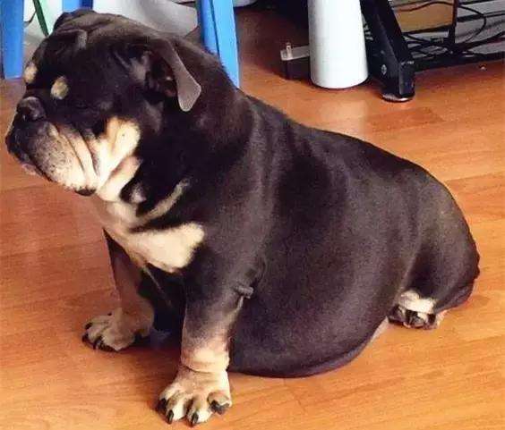 母狗怀孕之后的护理,母狗生狗崽后有什么注意事项