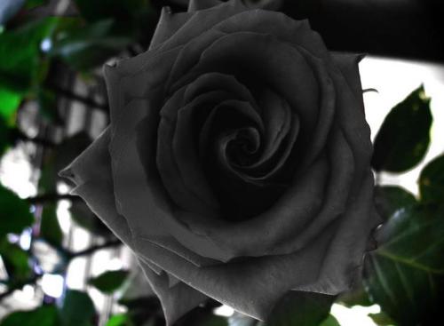 一个女人拉黑男人该怎么挽回,女人被男人拉黑怎样挽回