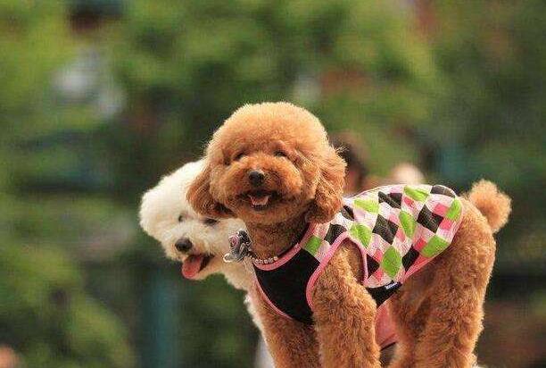 泰迪和比熊犬哪个更好养,泰迪犬和比熊犬哪个好养