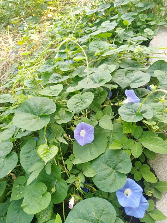 王玉：余沟初秋与老城老人