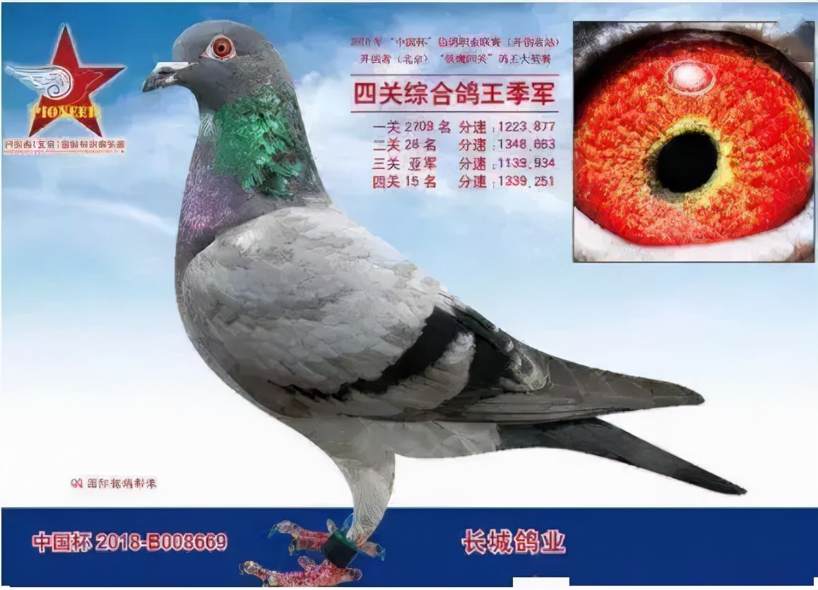 2019年最贵赛鸽成交价,赛鸽百万奖金