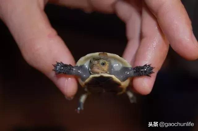 黄缘龟新手指南,怎么挑选黄缘龟