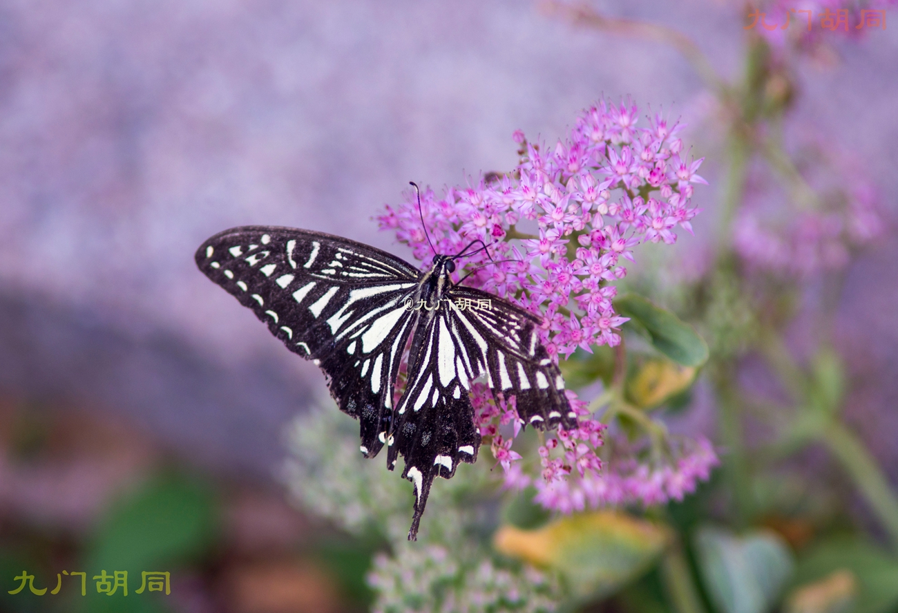 北京密云张裕爱斐堡酒庄一日游,密云张裕爱斐堡酒庄好玩吗
