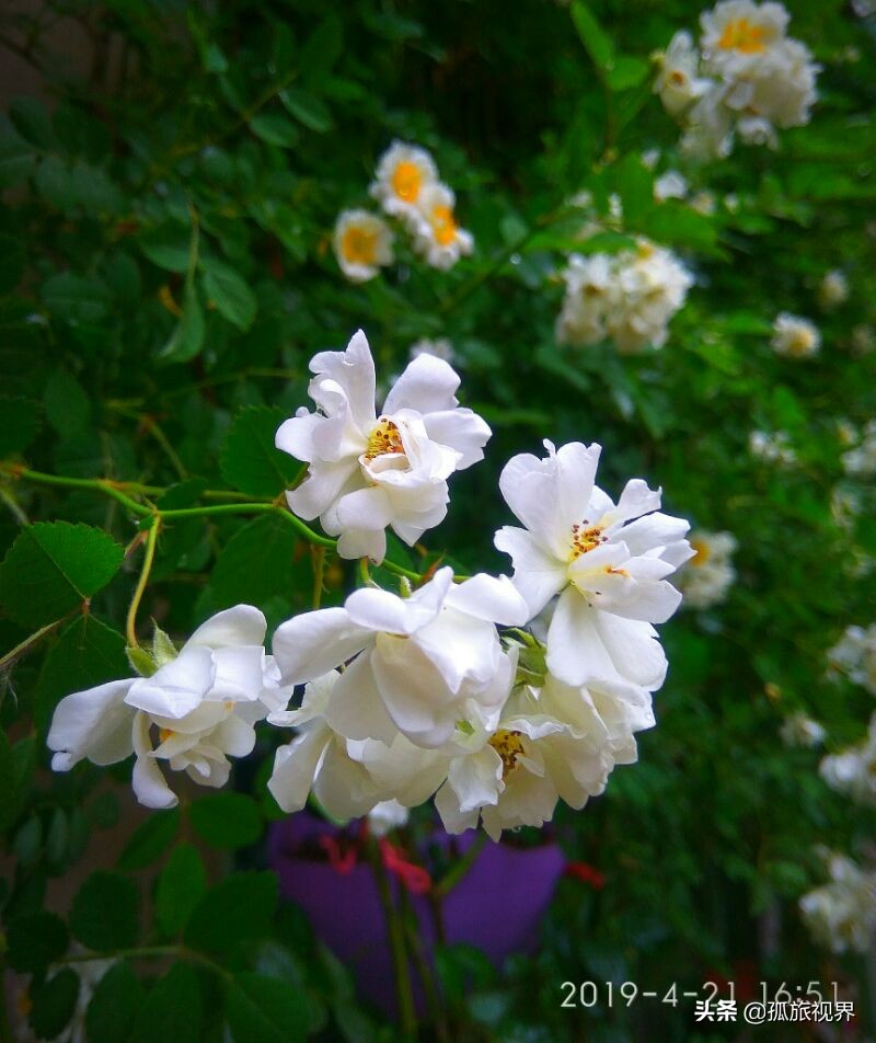 封城日记*一餐饭