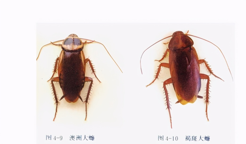 南方的蟑螂还是北方蟑螂厉害,南方蟑螂和北方小强哪个厉害