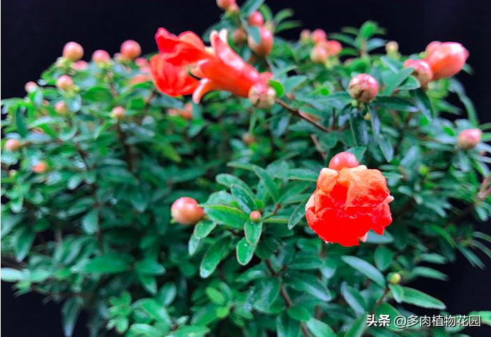 盆栽石榴怎样保花保果,盆栽石榴结果期如何管理