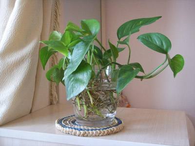 水培植物长青苔怎么办,怎么快速去青苔和黄苔小窍门