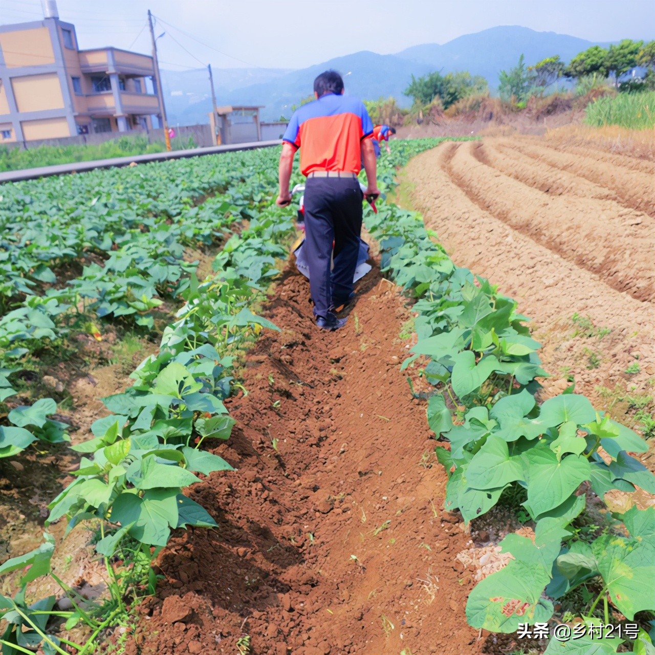 红薯长白毛怎么补救,红薯黑斑怎么回事