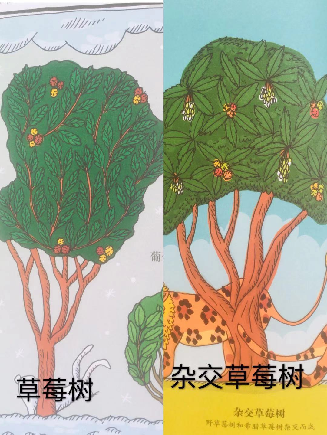 草莓长在树上好看吗,草莓是生命力顽强的植物