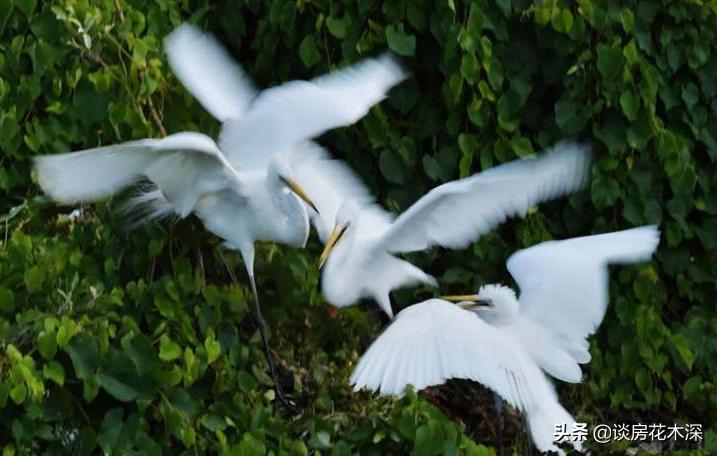 天宁·白鹭湾，颐养千年防城港，心怀海居生活梦