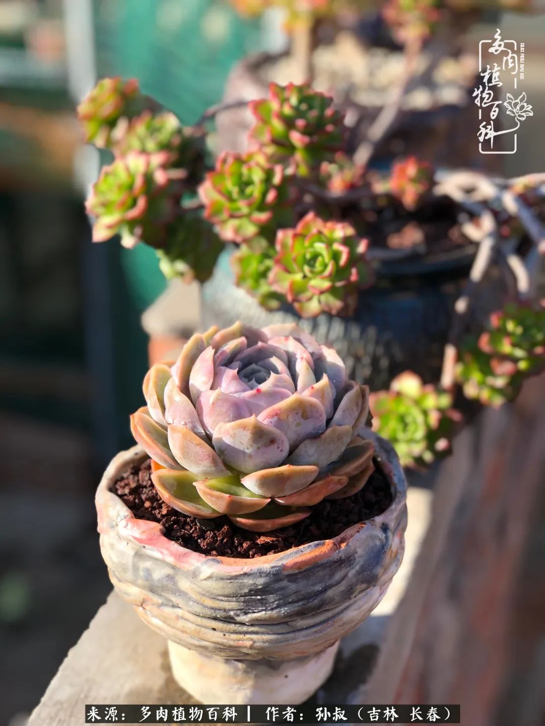 与多肉一起成长,与多肉相伴
