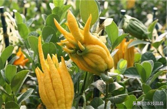 药材佛手种植技术和方法,佛手果树的种植技术