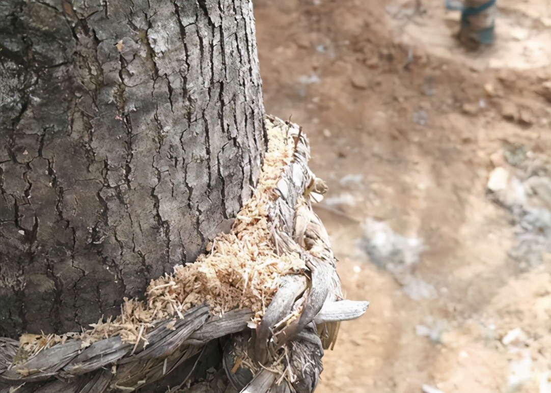 华东地区常见蛀干害虫识别与防治,法桐双齿长蠹钻蛀害虫的防治方法