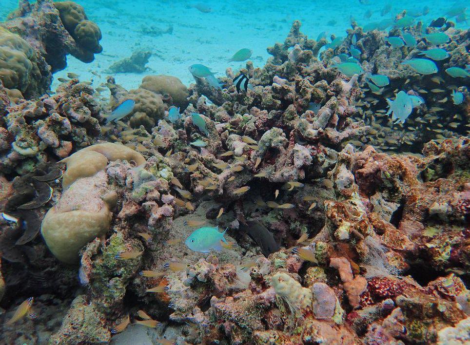 2020马尔代夫比亚度岛游玩攻略，全面介绍房型美食活动和一价全包