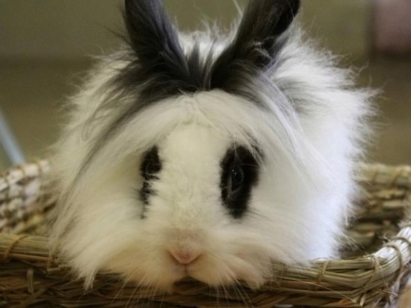 好看又好养的宠物兔推荐,有哪些好看的宠物兔