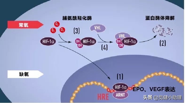 抗癌专家30年治疗癌症,癌症免疫治疗诺贝尔奖