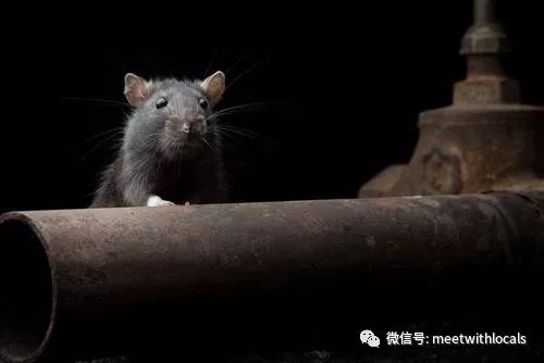 中世纪的欧洲为什么会爆发黑死病,二十世纪欧洲黑死病持续了多久