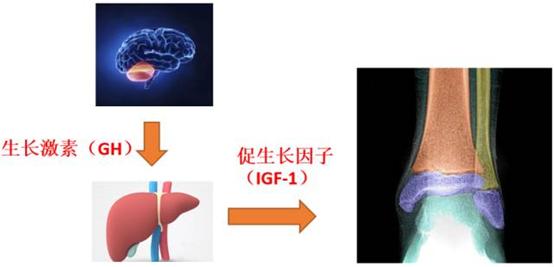 孩子怎么能长高的食谱,孩子补钙长高的营养汤