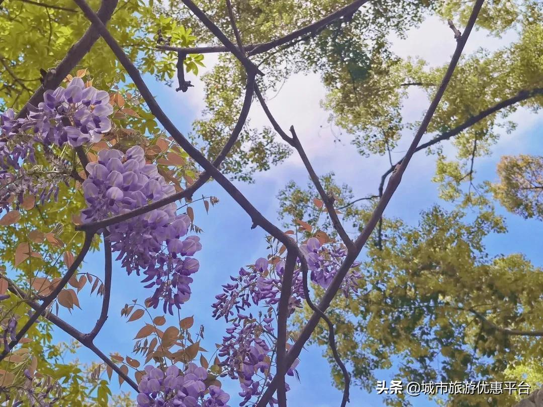 紫藤挂云木花蔓宜阳春下一句,紫藤挂云木花蔓宜阳春整首诗
