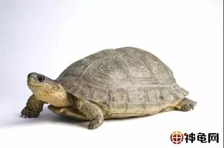 深水龟热带龟,犁沟木纹龟冬眠吗