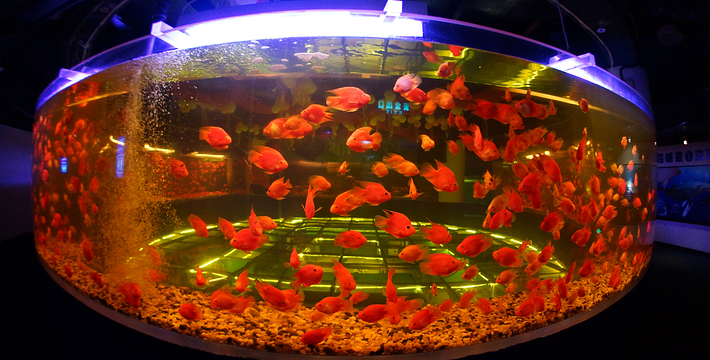 北京富国洋海底世界图片,北京富国海底世界攻略