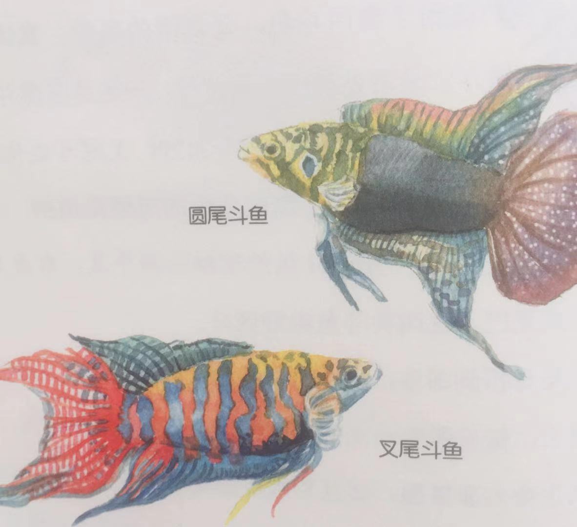 新手最好养的鱼有哪些 (什么鱼好养适合小孩养)