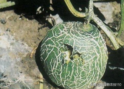 甜瓜品种更香更甜更高产易栽培,冬季大棚甜瓜高产栽培技术