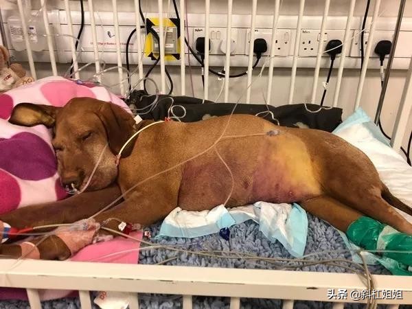 狗狗偷吃了一口蛋糕，抢救8天花了9万！最终仍肝衰竭死亡？