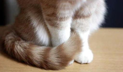 拽猫尾巴会死吗,猫为什么不能抓猫尾巴