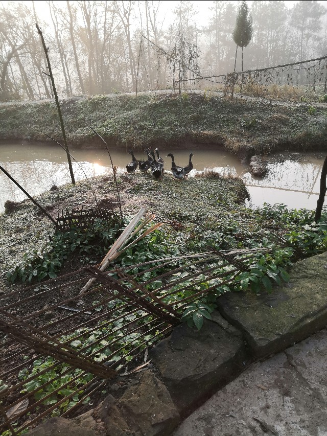 那只逮老鼠的猫老被绳子拴着
