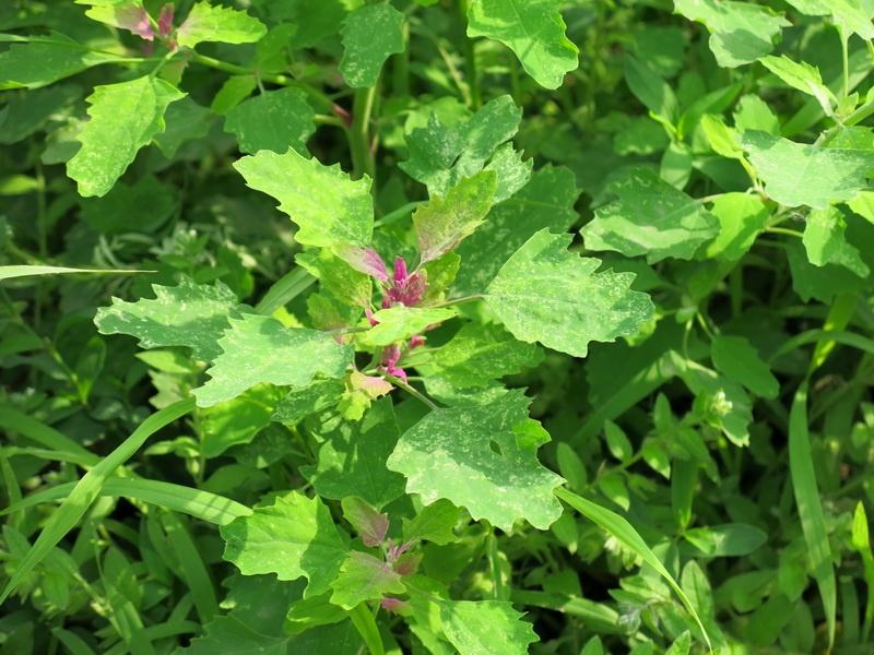 “八珍何得望藜羹”——揭开被陆游推崇备至的灰条菜的美食之谜