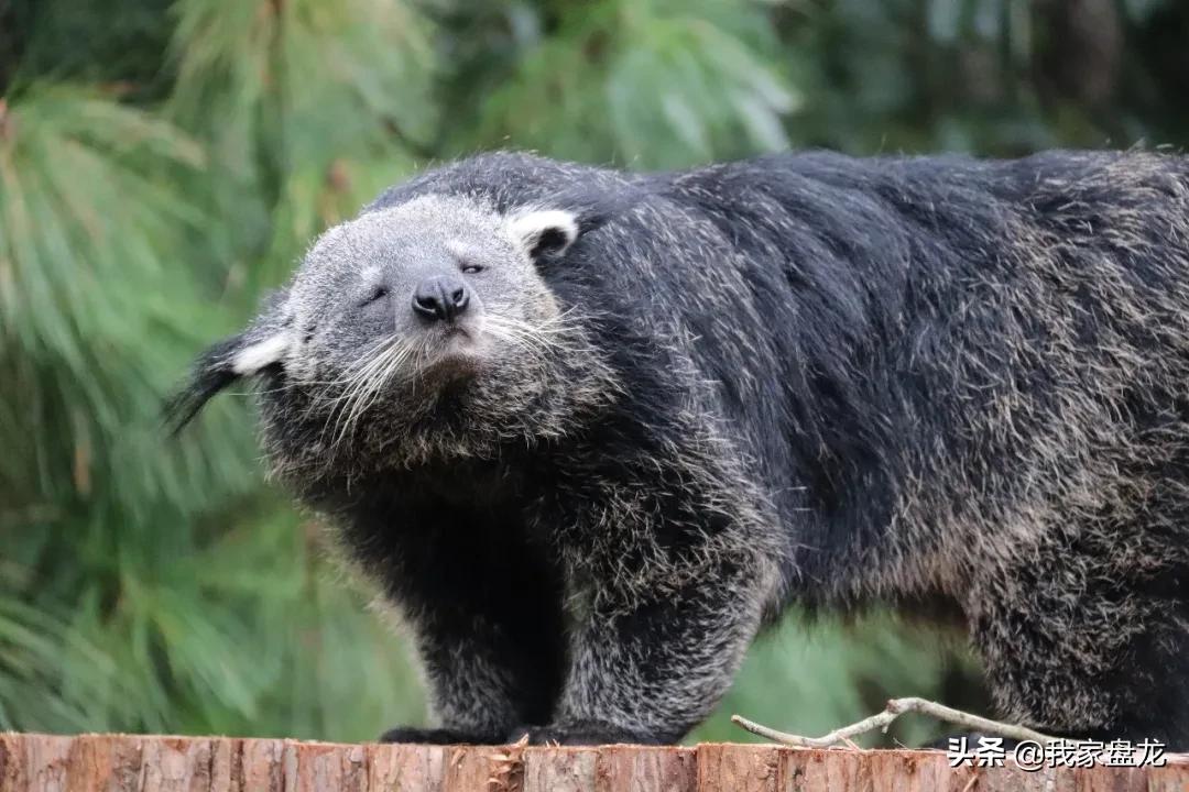 生物的多样性之美,生物多样性之美介绍